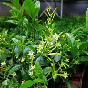 Night Blooming Jasmine Cestrum Nocturnum - 4 Inch Pot - Fragrant Shrub