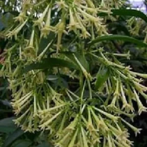 Night Blooming Jasmine Cestrum Nocturnum - 4 Inch Pot - Fragrant Shrub