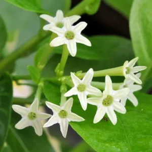 Night Blooming Jasmine Cestrum Nocturnum - 4 Inch Pot - Fragrant Shrub
