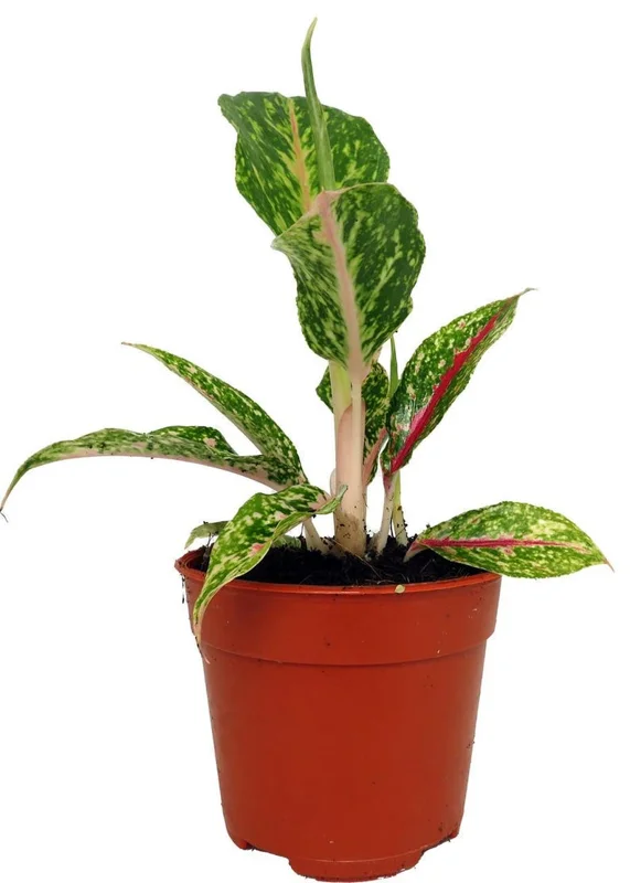 Night Sparkle Aglaonema Chinese Evergreen – 4" Pot, Indoor Air-Purifying Plant