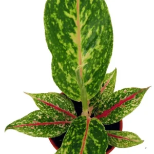 Night Sparkle Aglaonema Chinese Evergreen – 4