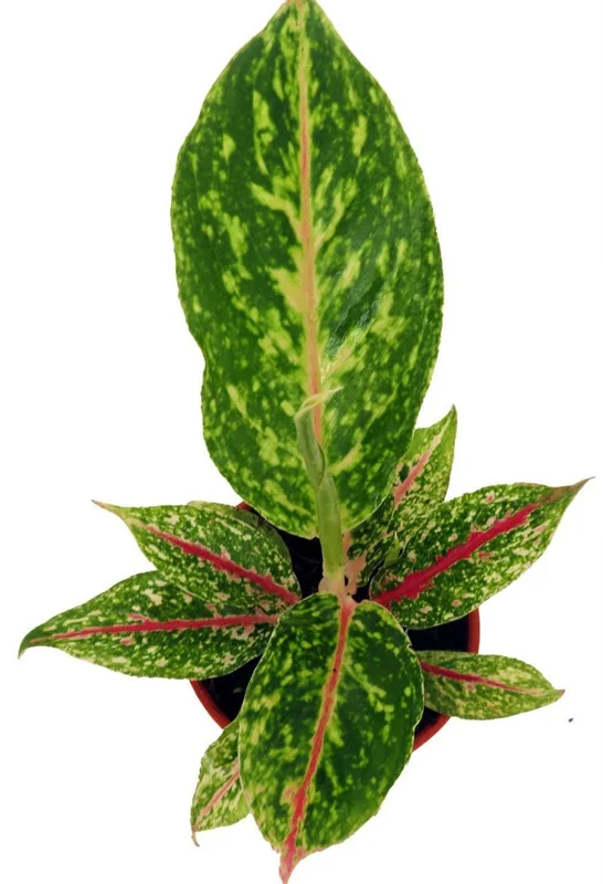 Night Sparkle Aglaonema Chinese Evergreen – 4" Pot, Indoor Air-Purifying Plant
