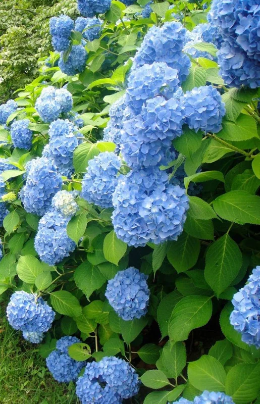 Nikko Blue Hydrangea 25 Plants per bundle - Bare-root - 6-12 Inch Height - Blue Blooms