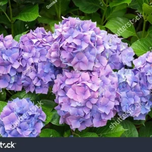Nikko Blue Hydrangea 25 Plants per bundle - Bare-root - 6-12 Inch Height - Blue Blooms