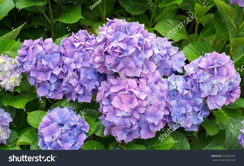 Nikko Blue Hydrangea 25 Plants per bundle - Bare-root - 6-12 Inch Height - Blue Blooms