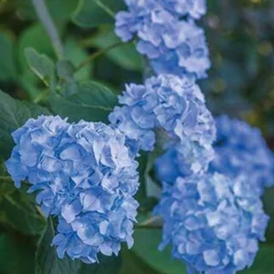 Nikko Blue Hydrangea 25 Plants per bundle - Bare-root - 6-12 Inch Height - Blue Blooms