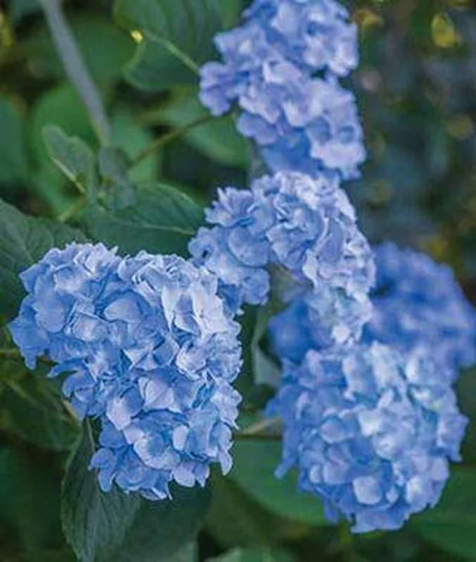 Nikko Blue Hydrangea 25 Plants per bundle - Bare-root - 6-12 Inch Height - Blue Blooms
