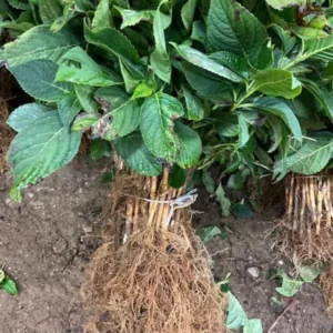 Nikko Blue Hydrangea 25 Plants per bundle - Bare-root - 6-12 Inch Height - Blue Blooms