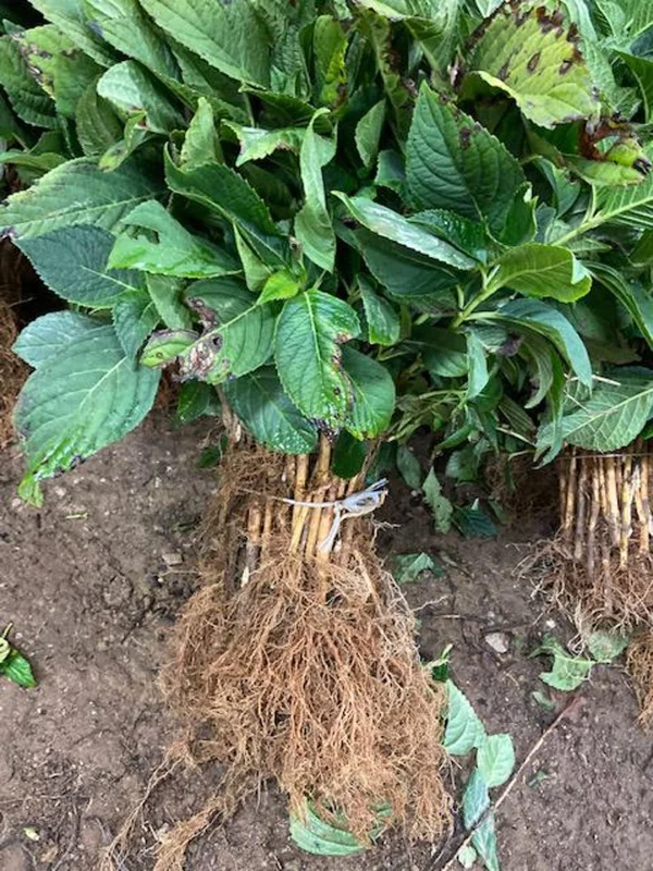 Nikko Blue Hydrangea 25 Plants per bundle - Bare-root - 6-12 Inch Height - Blue Blooms