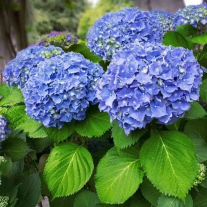 Nikko Blue Hydrangea 25 Plants per bundle - Bare-root - 6-12 Inch Height - Blue Blooms