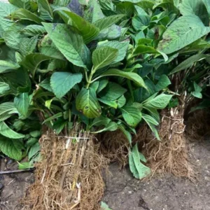 Nikko Blue Hydrangea 25 Plants per bundle - Bare-root - 6-12 Inch Height - Blue Blooms