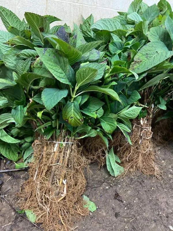 Nikko Blue Hydrangea 25 Plants per bundle - Bare-root - 6-12 Inch Height - Blue Blooms