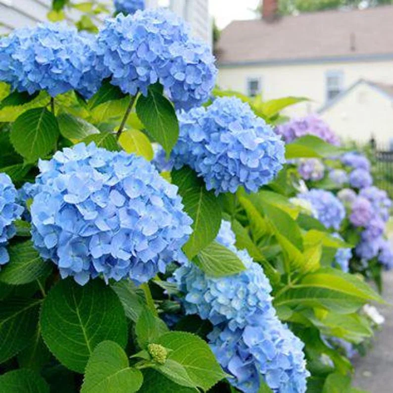 Nikko Blue Hydrangea 25 Plants per bundle - Bare-root - 6-12 Inch Height - Blue Blooms