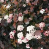 Ninebark Shrub - PHYSOCARPUS 'RED BARON' - Starter Plant - 4-6 Inch