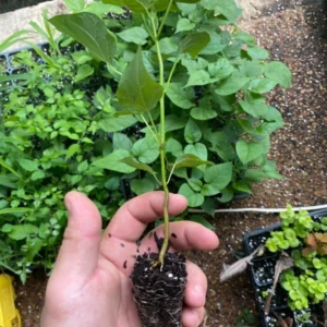 Northern Catalpa Tree Quart Pot - Fast-Growing Shade Tree - Deciduous