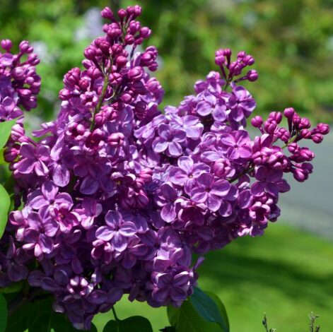 Syringa Agincourt Beauty Lilac - Fragrant Flowering Shrub - 5-7 Inch