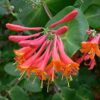 Lonicera 'Magnifica' Starter Plant - 6-8 Inch - Hardy Orange Flowering Vine