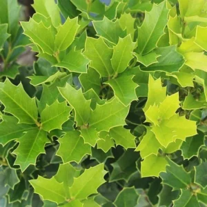 Oakland Holly Quart Pot - Evergreen Privacy Shrub for Landscaping