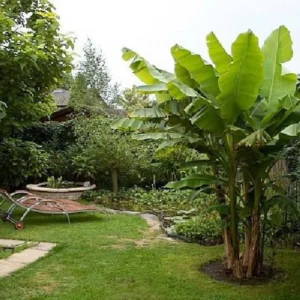 Ohio Grown Winter Hardy Basjoo Banana Plant – Tropical Musa in 2.5