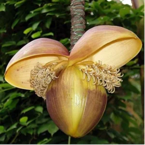 Ohio Grown Winter Hardy Basjoo Banana Plant – Tropical Musa in 2.5