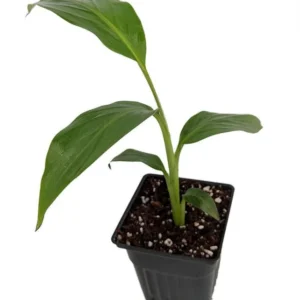 Ohio Grown Winter Hardy Basjoo Banana Plant – Tropical Musa in 2.5