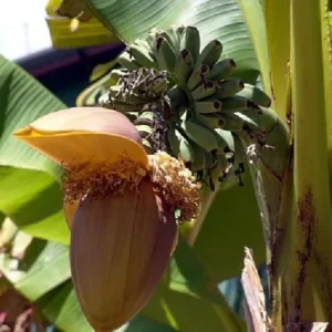 Ohio Grown Winter Hardy Basjoo Banana Plant – Tropical Musa in 2.5