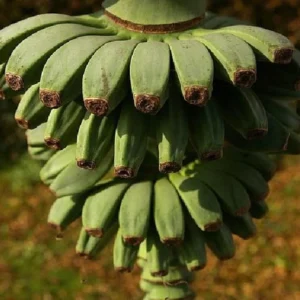 Ohio Grown Winter Hardy Basjoo Banana Plant – Tropical Musa in 2.5