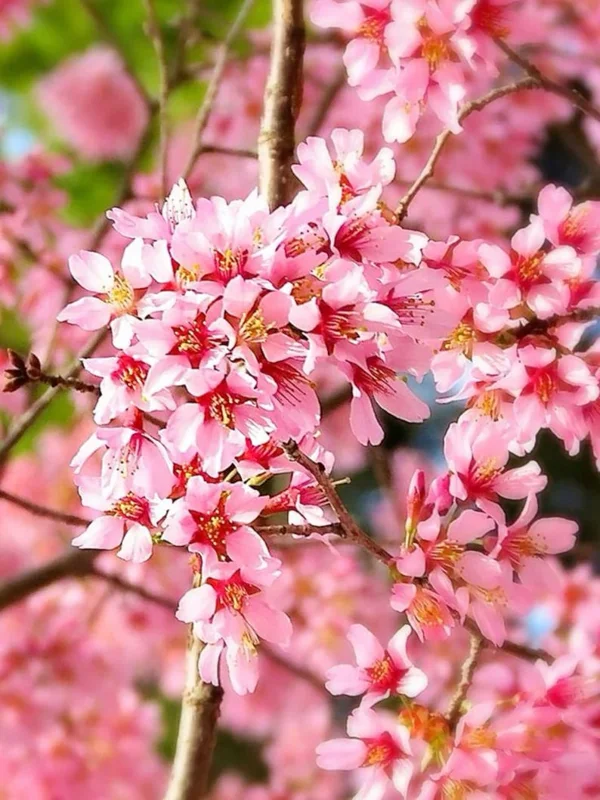 Okame Cherry Tree Bare-root – 20ft Height, Rose-Pink Blossoms - 18-24 Inch Tall