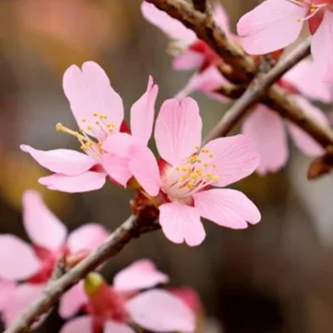 Okame Cherry Tree Bare-root – 20ft Height, Rose-Pink Blossoms - 18-24 Inch Tall