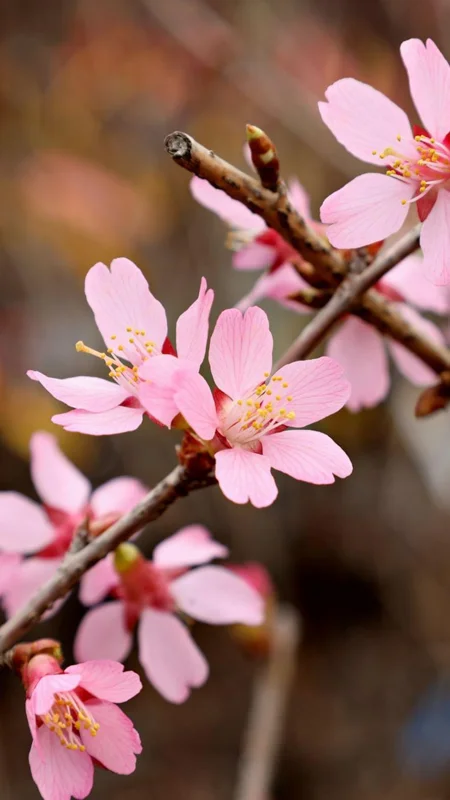 Okame Cherry Tree Bare-root – 20ft Height, Rose-Pink Blossoms - 18-24 Inch Tall