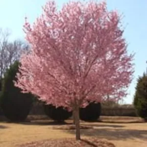 Okame Cherry Tree Bare-root – 20ft Height, Rose-Pink Blossoms - 18-24 Inch Tall