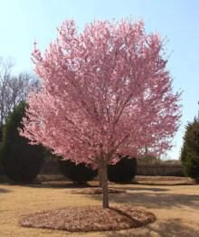 Okame Cherry Tree Bare-root – 20ft Height, Rose-Pink Blossoms - 18-24 Inch Tall