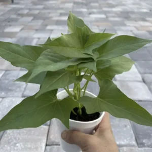 Okinawa Purple Sweet Potato Plants - 5 Rooted Plants In A Cup, Organic