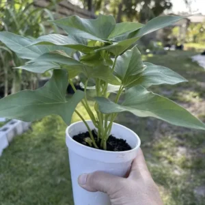 Okinawa Purple Sweet Potato Plants - 5 Rooted Plants In A Cup, Organic