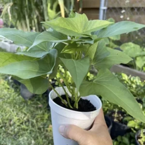 Okinawa Purple Sweet Potato Plants - 5 Rooted Plants In A Cup, Organic