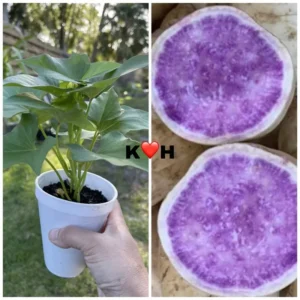 Okinawa Purple Sweet Potato Plants - 5 Rooted Plants In A Cup, Organic