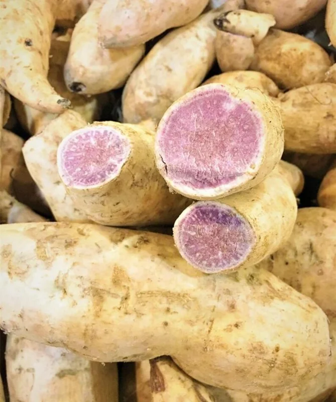 Okinawa Sweet Potato Slips - 15 Live Plants for Planting & Sweet Potato Vine