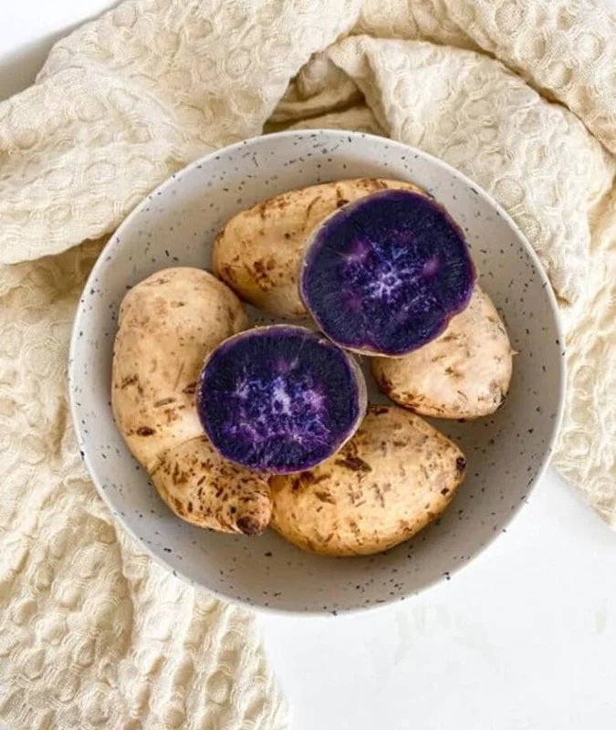 Okinawa Sweet Potato Slips - 15 Live Plants for Planting & Sweet Potato Vine