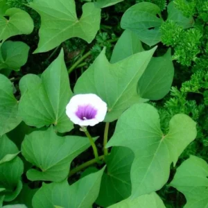 Okinawa Sweet Potato Slips - 15 Live Plants for Planting & Sweet Potato Vine