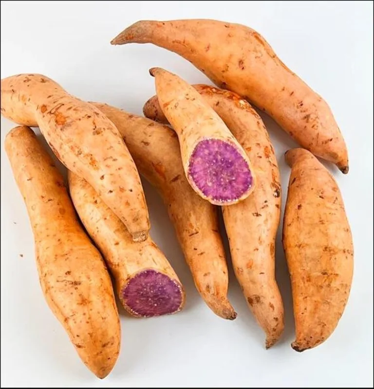 Okinawa Sweet Potato Slips - 15 Live Plants for Planting & Sweet Potato Vine