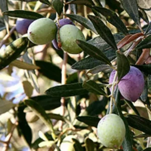 Olive Tree Oblonga Olea Europaea 12" Rooted Cutting Cold Hardy