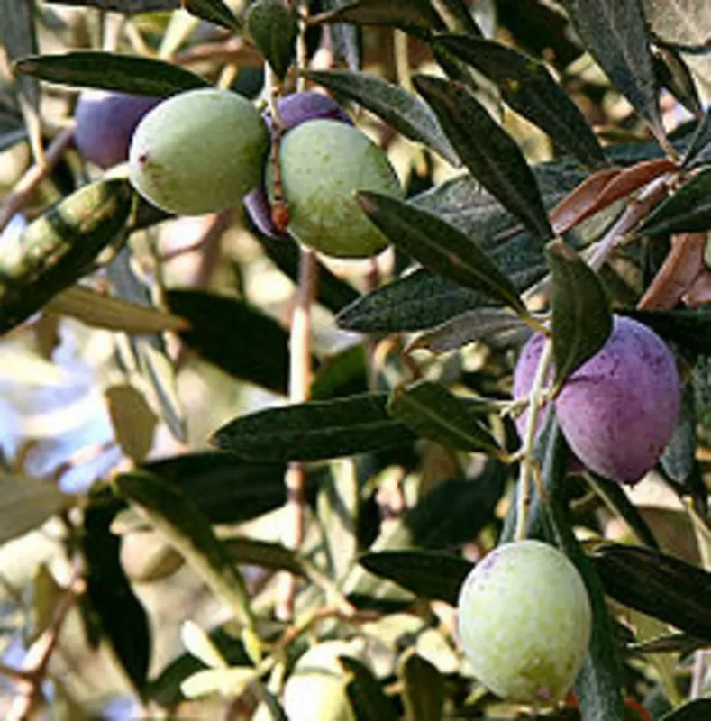Olive Tree Oblonga Olea Europaea 12" Rooted Cutting Cold Hardy