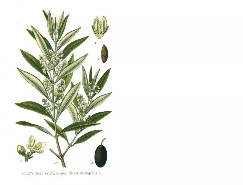 Olive Tree Oblonga Olea Europaea 12" Rooted Cutting Cold Hardy