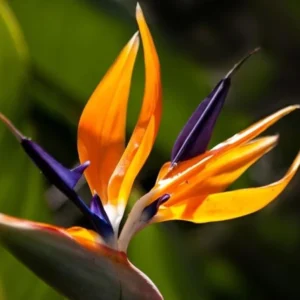 Orange Bird of Paradise Plants Set - Live Houseplant with Orange Flowers 6-8 Inch