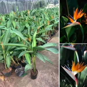 Orange Bird of Paradise Plants Set - Live Houseplant with Orange Flowers 6-8 Inch