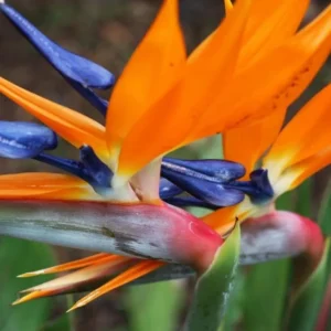 Orange Bird of Paradise Plants Set - Live Houseplant with Orange Flowers 6-8 Inch