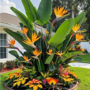 Orange Bird of Paradise Plants Set - Live Houseplant with Orange Flowers 6-8 Inch