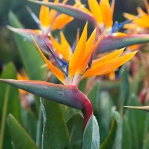 Orange Bird of Paradise Plants Set - Live Houseplant with Orange Flowers 6-8 Inch