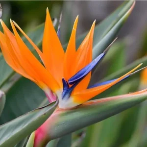 Orange Bird of Paradise Plants Set - Live Houseplant with Orange Flowers 6-8 Inch