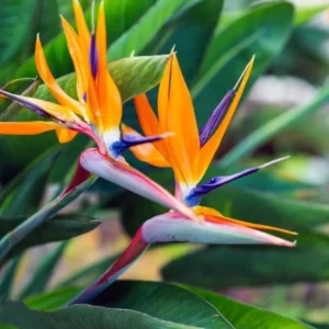Orange Bird of Paradise Plants Set - Live Houseplant with Orange Flowers 6-8 Inch
